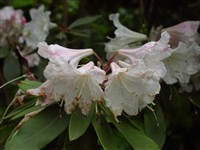 Рододендрон Форчуна, двуцветный – Rhododendron fortunei Lindl.