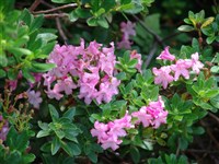 Рододендрон волосистый, альпийская роза – Rhododendron hirsutum L.