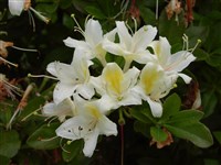 Рододендрон западный – Rhododendron occidentale A.Gray.