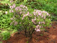 Рододендрон йедоенский – Rhododendron yedoense Maxim. (1)