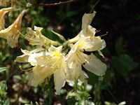 Рододендрон мягкий – Rhododendron molle (Bl.) G.Don.