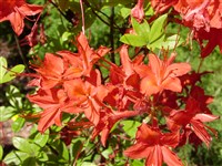 Рододендрон сливолистный – Rhododendron prunifolium (Small.) Millais.