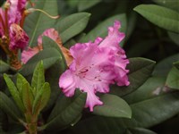 Рододендрон чудесный, замечательный – Rhododendron insigne Hemsl. & Wils.