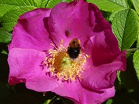 Роза морщинистая – Rosa rugosa Thunb. (1)