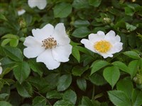 Роза пашенная, полевая, ползучая – Rosa arvensis Huds. (1)