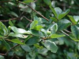 Рябина мушмуловидная – Sorbus chamaemespilis (L.) Crantz. (2)
