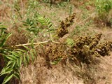 Рябинник рябинолистный – Sorbaria sorbifolia (L.) A.Braun (2)