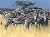 Саванная зебра (табун)