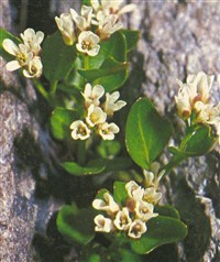 Сердечник маргаритколистный, альпийский – Cardamine bellidifolia L.