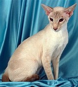 Сиамская кошка (2)