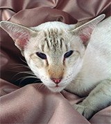 Сиамская кошка (4)