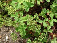 Сиббалдия мелкоцветковая – Sibbaldia parviflora Willd.