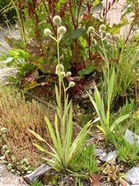Синеголовник водный – Eryngium aguaticum L.