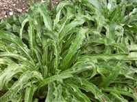 Синяк обыкновенный – Echium vulgare L. (1)