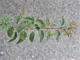 Сирень персидская – Syringa x persica L. (2)