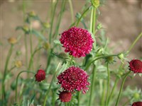 Скабиоза темно-пурпуровая, египетская роза, вдовушка – Scabiosa atropurpurea L. (1)