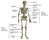 Скелет (скелет человека)