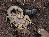 Скорпионы (Средиземноморский скорпион)