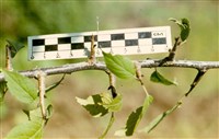 Слива американская – Prunus americana Marsh.