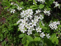 Слива колючая, терн, терновник – Prunus spinosa L. (1)