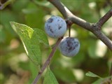 Слива колючая, терн, терновник – Prunus spinosa L. (2)