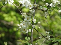 Слива черная, канадская, корзинская – Prunus nigra Ait.