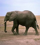 Слоны (африканский слон со слоненком)