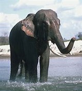 Слоны (индийский слон)