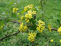 Смородина золотая, золотистая – Ribes aureum Pursh. (1)