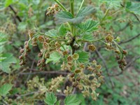 Смородина колосистая – Ribes spicatum Robson.
