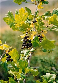 Смородина черная – Ribes nigrum L. (1)