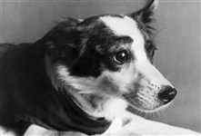 Собака Стрелка после возвращения из космоса. Август 1960 года