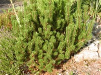 Сосна горная, сосна муго, карликовая горная сосна, жереп – Pinus mugo Turra