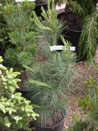 Сосна мелкоцветковая, японская белая – Pinus parviflora Sieb. & Zucc.