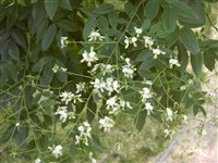 Софора японская, китайская – Sophora japonica L.