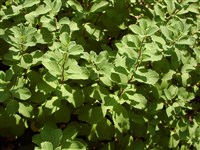 Спирея березолистная – Spiraea betulifolia Pall. (1)