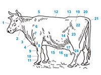 Стати животных (коровы)