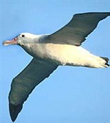 Странствующий альбатрос (в полете)