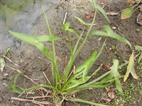 Стрелолист обыкновенный, средний, плавающий, альпийский, разнолистный – Sagittaria sagittifolia L. (1)
