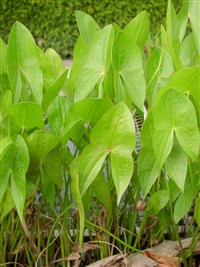 Стрелолист широколистный, изящный, копьевидный, китайский – Sagittaria latifolia Willd. (1)