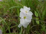 Стрелолист широколистный, изящный, копьевидный, китайский – Sagittaria latifolia Willd. (2)