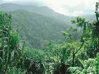 Суматра (тропический лес)