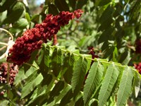 Сумах пушистый, оленерогий, уксусное дерево – Rhus typhina L. (1)