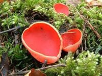 Сумчатые грибы (Саркосома мексиканская)