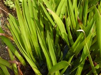 Телорез обыкновенный, алоевидный, водяное алое – Stratiotes aloides L.