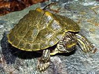 Техасская картообразная черепаха (Graptemys versa)