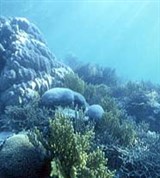 Тиморское море (коралловое риф)