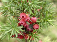 Тисс ягодный, обыкновенный, европейский – Taxus baccata L. (1)
