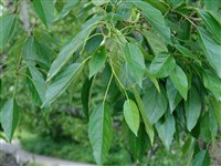 Тополь бальзамический, такамахака, хакматак – Populus balsamifera L. (1)