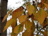Тополь бальзамический, такамахака, хакматак – Populus balsamifera L. (2)